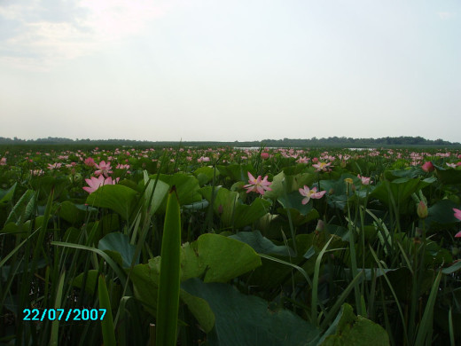 423974 (a): :1024x768